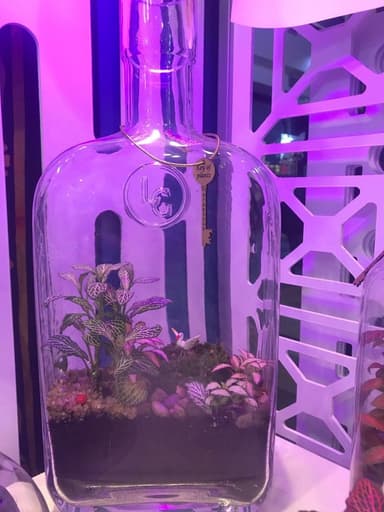 Real plant for home design