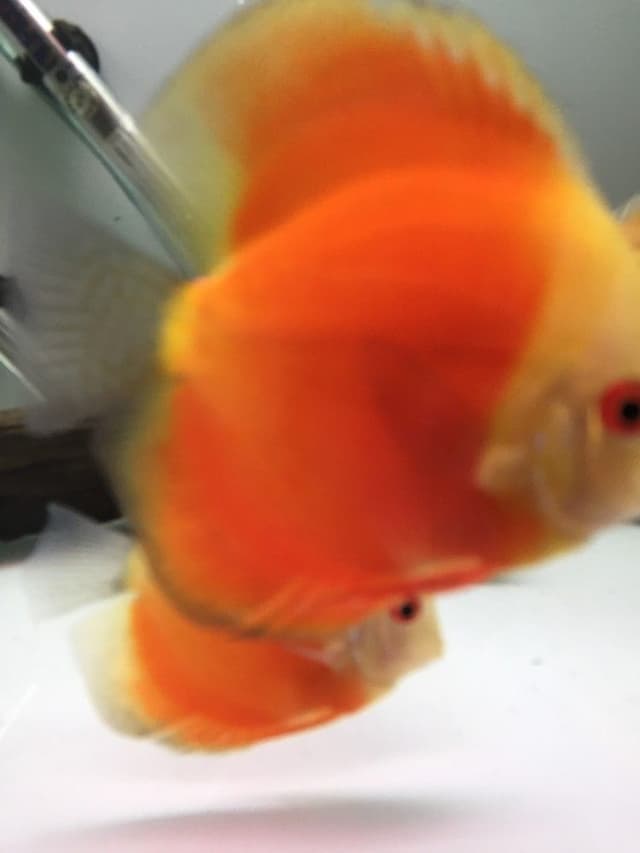 Diskus fish for sale