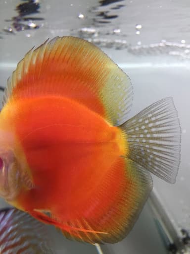 Diskus fish for sale