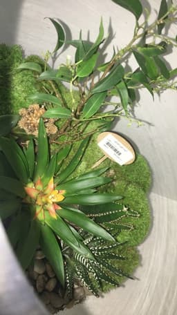 Terrarium