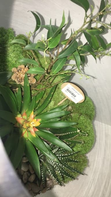Terrarium